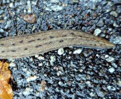 a giant gardenslug quiet strip at the edge of the forest photo