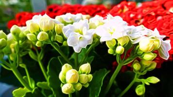 Digital painting style representing flowers of white and green flowers and red flowers photo