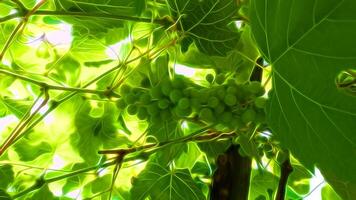 Digital painting style that represents unripe bunches of grapes immersed in the leaves photo