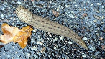 a giant gardenslug quiet strip at the edge of the forest photo