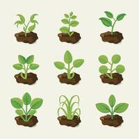 Flowers and plants seedling process flat icons illustration vector