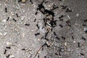 Ants in full activity between the cracks of a floor photo