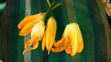 Freshly picked courgette flowers. Digital painting style. photo