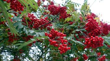 Autumn has arrived in the suburbs photo