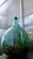 Digital painting style that represents a large bottle with plants inside photo