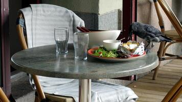 A crow landed on a table to peck at the remains left by a customer. photo