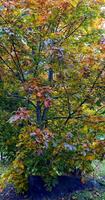 otoño tiene llegado en el afueras foto