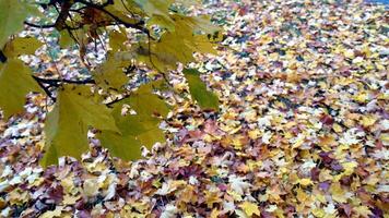 otoño tiene llegado en el afueras foto