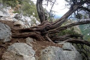 salvaje enebro en el montañas de Cerdeña foto