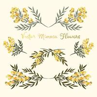 Set of mimosa flowers and leaves isolated on white background. Floral design elements. spring illustration. vector