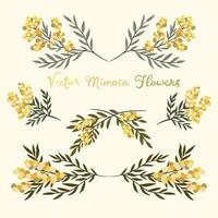 Set of mimosa flowers and leaves isolated on white background. Floral design elements. spring illustration. vector