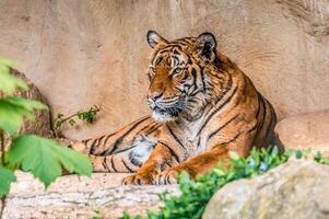 one handsome young tiger is lying around and relaxing photo