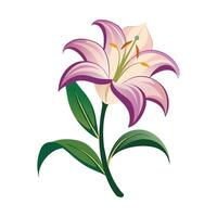 Illustration of Lily on White vector