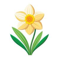 Illustration of Daffodil on White vector