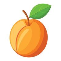 Illustration of Apricot on White vector