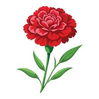 Illustration of Carnation on White vector