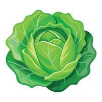 Illustration of Cabbage on White vector