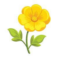 Illustration of Buttercup on White vector