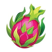 Illustration of Dragon Fruit on White vector