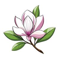 ilustración de magnolia en blanco vector