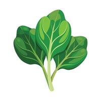 Illustration of Spinach on White vector