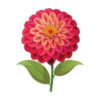 Illustration of Zinnia on White Background. vector