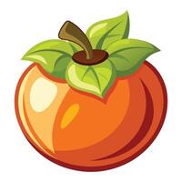 Illustration of Persimmon on White vector