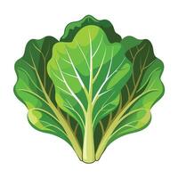 Illustration of Lettuce on White vector