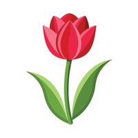 Illustration of Tulip on White vector