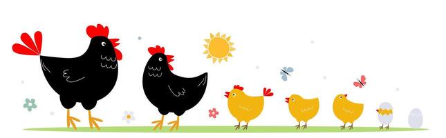 conjunto de pájaro familia, aves de corral. gallo, gallina, pollitos, huevos juntos uno después otro. gráficos. vector