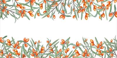 Sea buckthorn. Thickets of wild ripe thorn berries. Sallowthorn, rhamnoides. Long horizontal frame with copy space for text. Watercolor illustration. For label, package, greetings vector