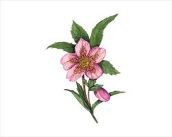 Pink hellebore branch. Helleborus flowers with leaves, bud. Spring winter flower. Watercolor illustration for design of invitation, greeting. vector