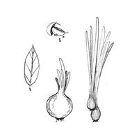 illustration. Young green onions, cloves of garlic, peppercorns, onions, bay leaves drawn with a black outline in . Suitable for printing on fabric and paper, product packaging, design vector