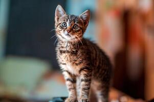 young cute kitten curiously looks at the camera photo