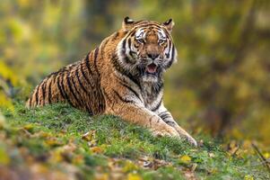 one handsome young tiger is lying around and relaxing photo