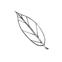 illustration. Bay leaves drawn in black outline in on a white background. Suitable for printing on fabric and paper, product packaging, design, tableware, kitchen vector