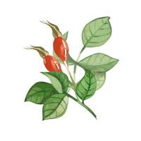 A sprig of red rosehip and rosehip leaves drawn in watercolor in . Suitable for printing on fabric and paper, textiles, design vector