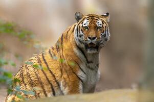 uno hermoso joven Tigre mira a el cámara sin prisa foto