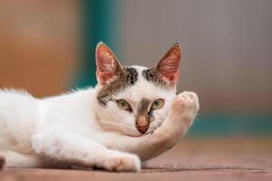 un joven bonito adulto gato mira relajado a el cámara foto