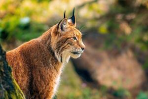 one handsome lynx stays in colorful spring forest photo