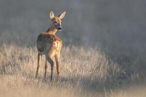 uno hermosa hueva ciervo gama soportes en un prado en verano foto