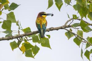 bee-eater with prey sits on a branch photo