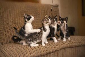 playful kitten siblings romping around photo