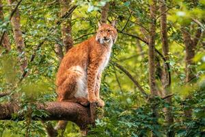 uno hermoso lince se esconde en vistoso primavera bosque foto