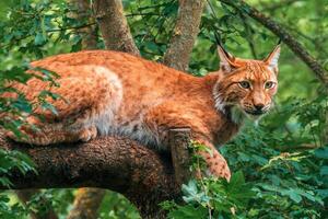 uno hermoso lince se esconde en vistoso primavera bosque foto