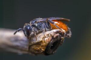 un pequeño abeja insecto en un planta en el prado foto