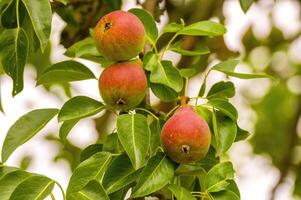 a delicious juicy pear on a tree in the seasonal garden photo