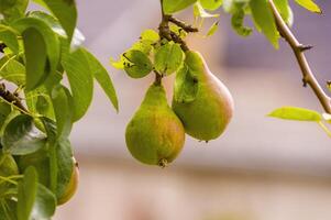 a delicious juicy pear on a tree in the seasonal garden photo