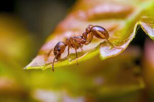 a small ant insect on a plant in the meadow photo