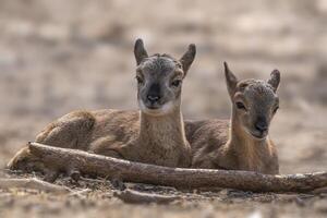 2 young aries are sitting comfortably in a forest in autumn photo